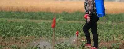 敌敌畏农药能防治哪些害虫，对咀嚼口器和刺吸口器的害虫均有效