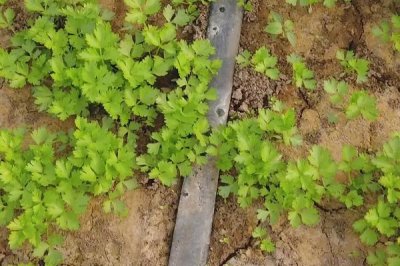冬季怎么种植芹菜，大小苗要分级定植