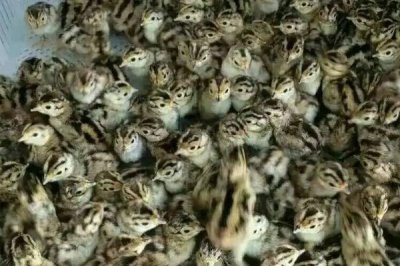 山鸡幼崽养殖方法,要控制好饲养密度