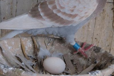 鸽子产蛋要在窝里垫什么,第一选择为稻草