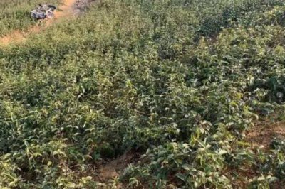 巴戟天栽培技术,选择有一定肥力的砂壤土