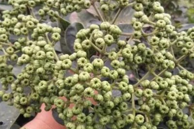 吴茱萸的产地,主要分布在云南、湖南、福建等地