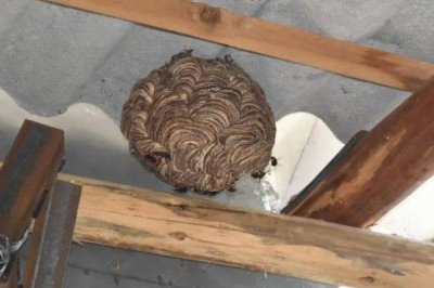 马蜂在窗户角筑巢怎么办,威胁到人身安全时则要立即处理掉