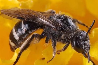 黑蜂有毒吗，基本上都是有毒的