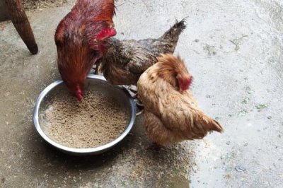 散养土鸡成本,饲养一只土鸡纯利在10元-20元