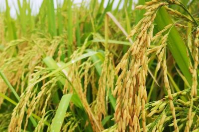 富禾稻1408水稻品种的特性,4月上中旬播种