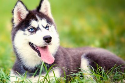 怎么解决狗狗口臭有腥味,如果是牙结石引起的可进行洁牙手术治疗