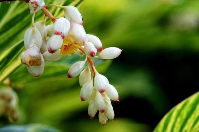 豆蔻的种植方法,可播种育苗也可分株育苗