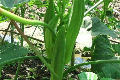 黄秋葵的品种介绍,常见以下7种优良品质