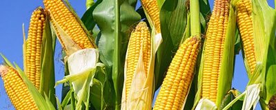 郑单1702玉米种子简介，夏播生育期100—103天