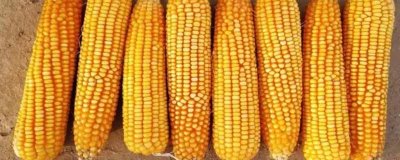 乐盈818玉米种简介，中等以上肥力地块种植