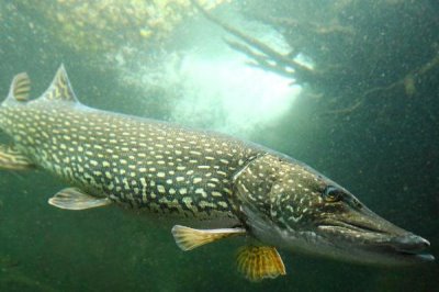 白斑狗鱼的养殖技术,要注意观察水温的变化及鱼的生长而适当加水