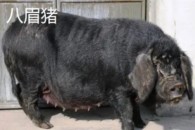 我国猪的品种有哪些,不同品种适合不同地区养殖