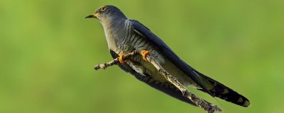 杜鹃鸟如何在其它鸟类的窝中下蛋,将其它鸟类赶走后会直接进窝产蛋