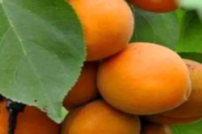 杏子栽培技术,种植苗需遮阳网覆盖