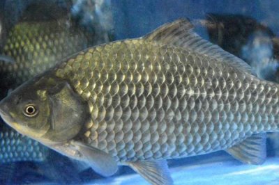 中国北方常见的淡水鱼品种,这7种最为常见