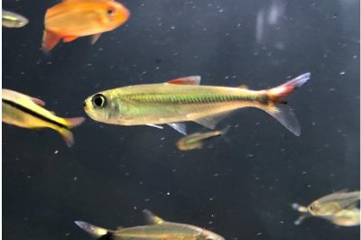 盲眼灯鱼好不好养,饲养非常简单
