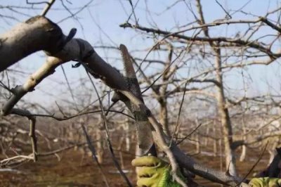 给苹果树修枝的作用,修枝可改善树体营养、提高果实品质