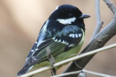 虎头凤喜欢吃什么饲料,以植物种子为主