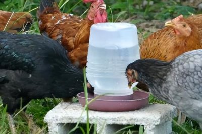 冬季养鸡的注意事项，要给它们做保暖措施