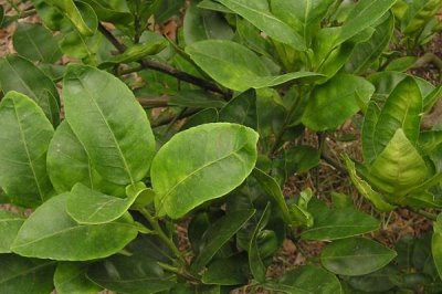 香橼果苗的价格,产地不同价格不同