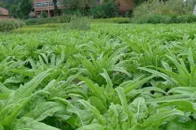 莴笋叶片封垄时要怎么做，要结束蹲苗且进行浇水施肥