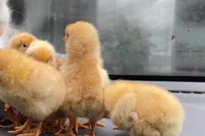 让小鸡快速睡着的方法，尽可能给予安全感