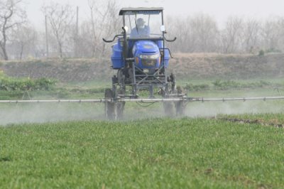 怎么解决除草剂药害,可将芸苔素、鲜牛奶和葡萄糖兑水喷雾