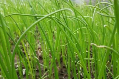 四季香葱如何催芽,首先挑选健壮饱满的种子