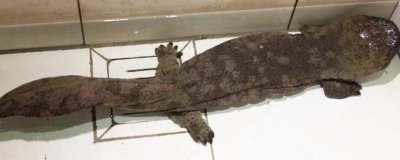 娃娃鱼腹胀病如何防治,可以先停食1-2天