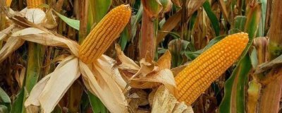 粒粒金339玉米种子特征特性,密度4000株/亩左右