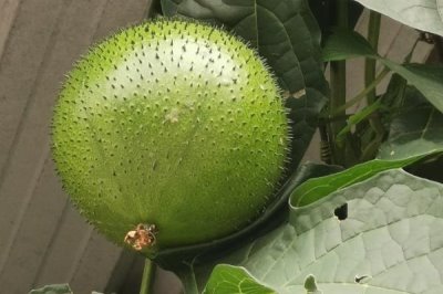 见血封喉的毒性有多强,是世界上最毒的树