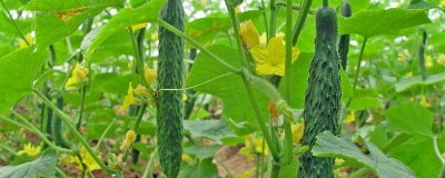 黄瓜从种植到收获的所需时间，经过90-120天左右才能采收