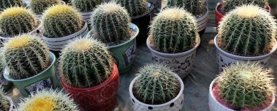 仙人球的养殖方法,切取后的插穗晾上5-7天再扦插