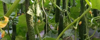 冬春黄瓜受冻的解决措施,让温室内的温度缓慢上升