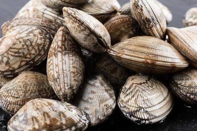蛤蜊的品种,市面上常见以下10种