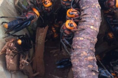 黑绒胡蜂真的能蛰死人吗，蛰死人的报道绝不是危言耸听