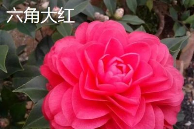 茶花树苗的价格,微型盆景茶花深受消费者喜爱