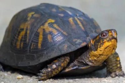 阿莫西林对乌龟的作用,可治疗肺炎等常见疾病