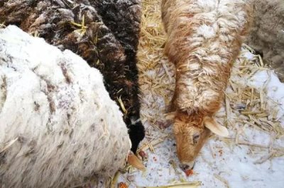 玉米患有锈病青贮后可以喂牛羊吗，不可用来饲喂牛羊