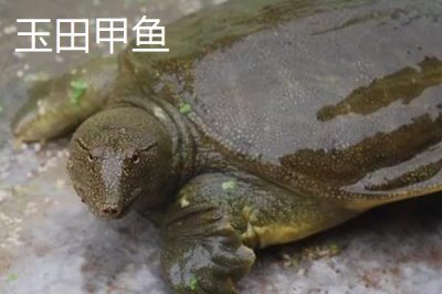 河北秦皇岛有哪些特产,昌黎葡萄畅销全国各地