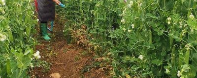 豌豆的种植方法，选择轮作4-5年的地块为佳