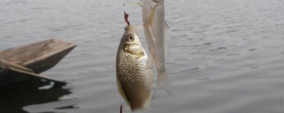 冬季钓鲫鱼技巧，钓阴晴不钓风雨