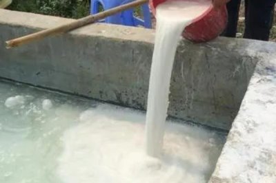 波尔多液可以和哪些农药混合使用，可以和菊酯类、速灭杀丁、井冈霉等混用