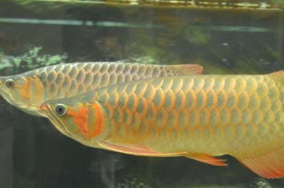 龙鱼凹眼的原因及治疗方法，可能是内脏发炎或细菌感染等导致的