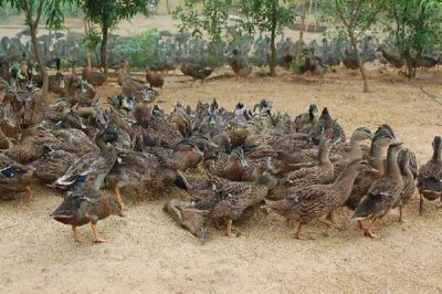 小野鸭子如何养活,苹果或小鱼干都可以喂食