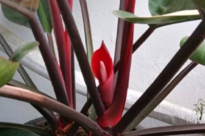 红钻花如何养殖,在生长过程中需要充足的光照