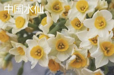 水仙花品种介绍,品种众多观赏价值都极高