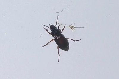 蟑螂会不会飞，具有飞行能力但很少见