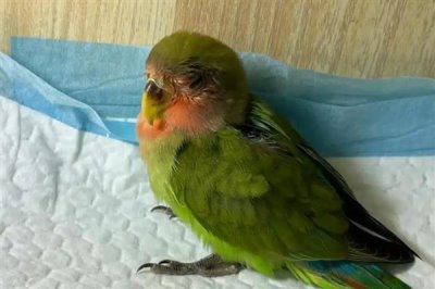 判断鹦鹉身上有虫的方式，常表现为羽毛杂乱且精神紧张